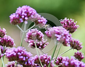 Bee on verbena flowers