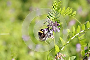 Bee on vetch Zaunwicke, Wicke on meadow