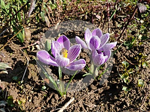 bee on violet crocuses - spring flowers in bloom
