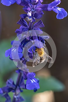 A bee visits every flower of this beautiful Salvia plant
