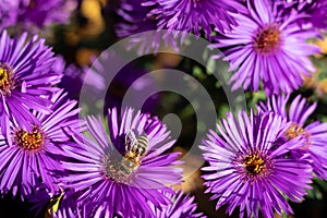 A bee on a vivid puprple violet