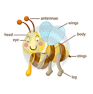 Bee vocabulary part of body