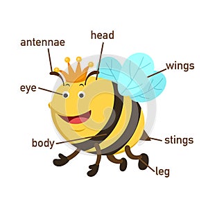 Bee vocabulary part of body.vector