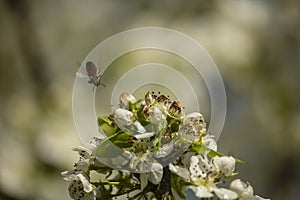 Bee was diving on flowers photo