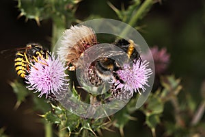 Bee and Wasp on Thistle flower.