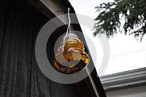 Bee/Wasp Trap hanging off of shed with lots of insects