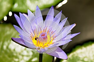 bee and water lilly