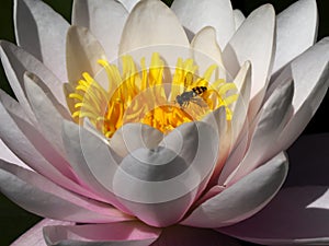 Bee and water lily