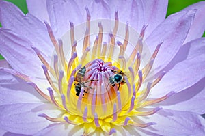 Bee and water Lily Blue