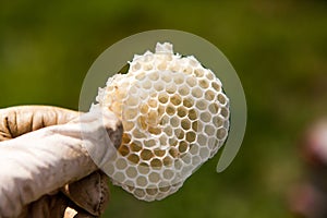 Bee Wax