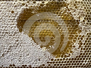 bee wax honeycomb with honey close-up