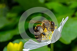 Bee, Western honey bee - Apis mellifera, with pollen sits on the flower of wood anemone