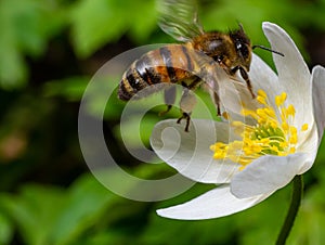 Bee, Western honey bee - Apis mellifera, with pollen sits on the flower of wood anemone