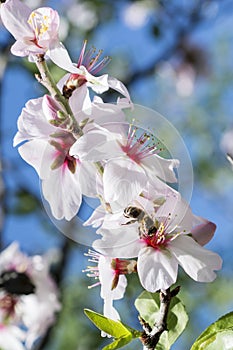 Bee in white almond photo
