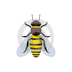 Bee on white background, flat style illustration