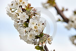 Bee on white blooms of cherry tree.