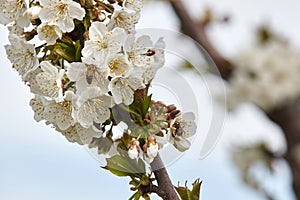 Bee on white blooms of cherry tree.