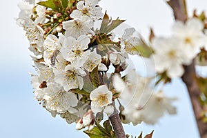 Bee on white blooms of cherry tree.