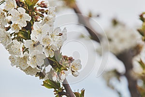 Bee on white blooms of cherry tree.