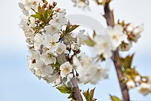 Bee on white blooms of cherry tree.