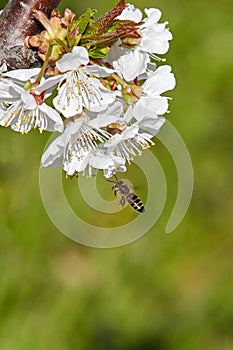 Bee on white blooms of cherry tree.