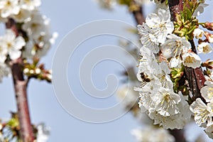 Bee on white blooms of cherry tree.