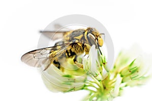 Bee on white clover flower