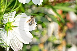 A bee on the white cosmos bipinnatus or mexican aster flower