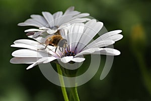 Bee on white daisy