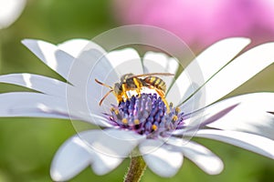 Bee on a white daisy drinking nectar. Macro phoyography.