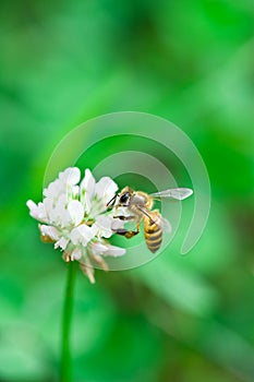 Bee and white flower