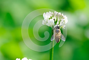 Bee and white flower