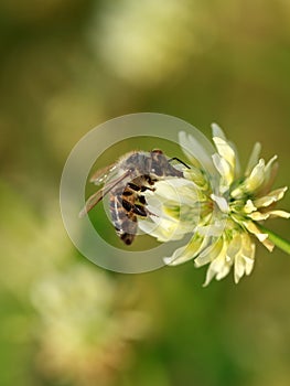 Ape su bianco fiore 