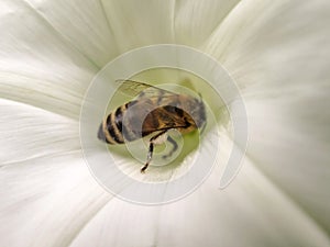 Bee on white flower