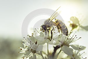 Bee White flower