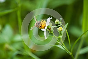 Bee and White flower