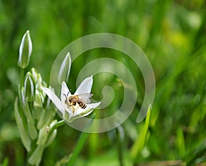 Bee on a white flower