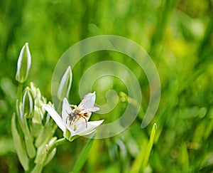 Bee on a white flower