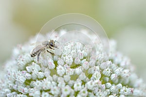 Bee on white flower