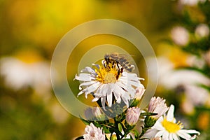 Bee on a white flower, blurred background