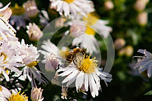 Bee on a white flower, blurred background