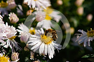 Bee on a white flower, blurred background