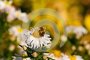 Bee on a white flower, blurred background