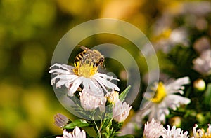 Bee on a white flower, blurred background