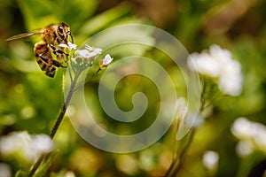 Bee on a white flower collecting pollen and gathering nectar to