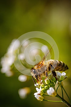 Bee on a white flower collecting pollen and gathering nectar to