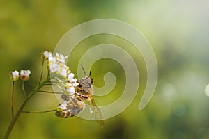 Bee on a white flower collecting pollen and gathering nectar to