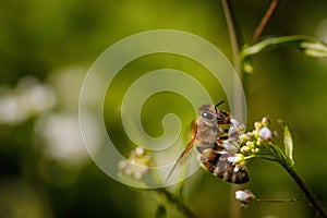 Bee on a white flower collecting pollen and gathering nectar to