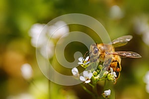 Bee on a white flower collecting pollen and gathering nectar to