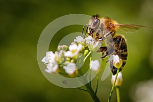 Bee on a white flower collecting pollen and gathering nectar to